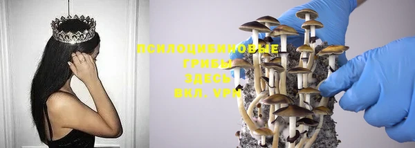 прущие грибы Белая Холуница